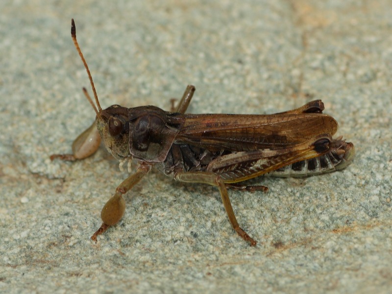 Gomphocerus sibiricus